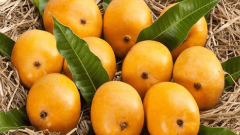 alphonso ,mango