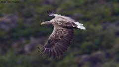 white take eagle, saam tv, nashik migrating birds