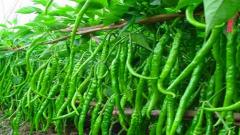 marathi news, chillies, chilli farms, maharashtra,