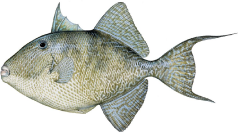 trigger fish, ratnagiri