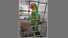 Pune DRI seizes 19 exotic birds Pune DRI seizes 19 exotic birds