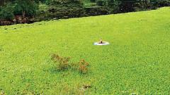 Experts divided over clearing of hyacinth covering Lakaki Lake Experts divided over clearing of hyacinth covering Lakaki Lake