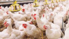 ‘Maize import is not enough for poultry ind’ ‘Maize import is not enough for poultry ind’