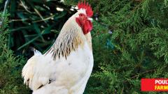 ‘Provide poultry feed at subsidised rate’ ‘Provide poultry feed at subsidised rate’
