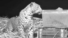 Cub reunited with mother Cub reunited with mother