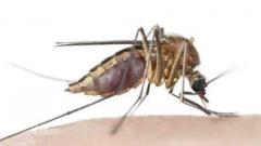 Lecture to clarify doubts about dengue on Mar 22 Lecture to clarify doubts about dengue on Mar 22