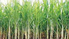Reduction in FRP arrears of sugarcane, says report Reduction in FRP arrears of sugarcane, says report