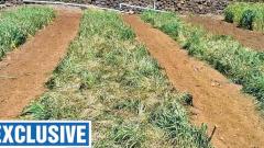 Cold wave damages wheat research crop Cold wave damages wheat research crop
