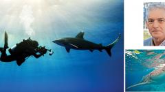‘Sharks are the guardians of the oceans’ ‘Sharks are the guardians of the oceans’