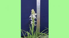 Dwarf variety of Tuberose Dwarf variety of Tuberose