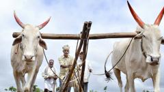 Agriculture Dept comes up with emergency crop plan Agriculture Dept comes up with emergency crop plan
