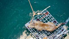 Drowning leopardess saved by forest dept, Wildlife SOS Drowning leopardess saved by forest dept, Wildlife SOS
