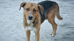PMC develops app to get data on stray dogs PMC develops app to get data on stray dogs