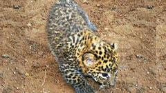 Leopard cub dies after being dragged, thrashed by villagers Leopard cub dies after being dragged, thrashed by villagers