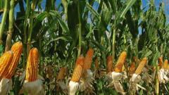 Maize farmers worried as FAW seen in Sangli & Aurangabad Maize farmers worried as FAW seen in Sangli & Aurangabad