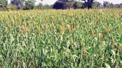 Delayed monsoon may hit production of moong, urad Delayed monsoon may hit production of moong, urad