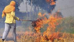 NGT asks Punjab, Haryana, UP about steps to tackle crop burning this year NGT asks Punjab, Haryana, UP about steps to tackle crop burning this year