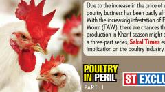 Higher maize price hits poultry farmers Higher maize price hits poultry farmers