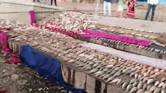 Thousands of fish were found dead in the Indrayani river at Gopalpura, Dehu, on Sunday and Monday due to release of untreated water in the river Thousands of fish were found dead in the Indrayani river at Gopalpura, Dehu, on Sunday and Monday due to release of untreated water in the river