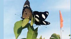 Bid to make butterflies more local Bid to make butterflies more local