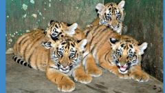 Four tiger cubs soon to woo visitors Four tiger cubs soon to woo visitors