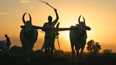 Farmers should opt for crops like mung, urid and soyabean Farmers should opt for crops like mung, urid and soyabean