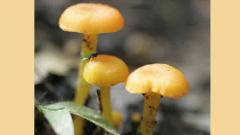 Only 14,000 species of fungi have been identified Only 14,000 species of fungi have been identified