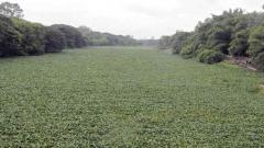 Hyacinth destroying rich biodiversity Hyacinth destroying rich biodiversity