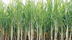 City water quota being diverted for cash crops City water quota being diverted for cash crops