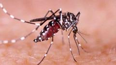 Tourist spots in State under watch for Zika Tourist spots in State under watch for Zika