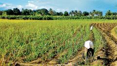 Govt may hike agri credit target to Rs 12 lakh cr Govt may hike agri credit target to Rs 12 lakh cr