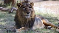 Gujarat starts vaccination of Gir lions against deadly virus Gujarat starts vaccination of Gir lions against deadly virus