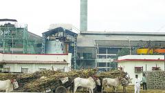 ‘Sugar mills have started clearing FRP payments’ ‘Sugar mills have started clearing FRP payments’