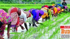 Agriculture sector disappointed with Budget Agriculture sector disappointed with Budget