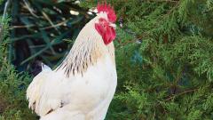 Chicken prices stable, demand to increase in next seven days Chicken prices stable, demand to increase in next seven days