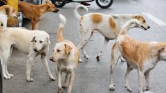 Move to give stray dogs a home of their own Move to give stray dogs a home of their own