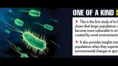 Bacteria’s Unexpected behaviour stuns Biologists Bacteria’s Unexpected behaviour stuns Biologists