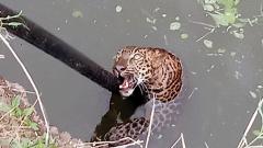 4-yr-old leopard rescued 4-yr-old leopard rescued
