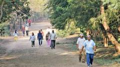 5 lakh saplings will be planted at Taljai Hill 5 lakh saplings will be planted at Taljai Hill
