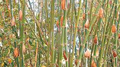 Bamboo products Bamboo products